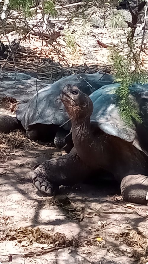 Groß: Galapagos Landschildkröten
